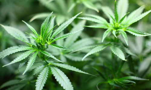 Cannabis: Legal oder illegal